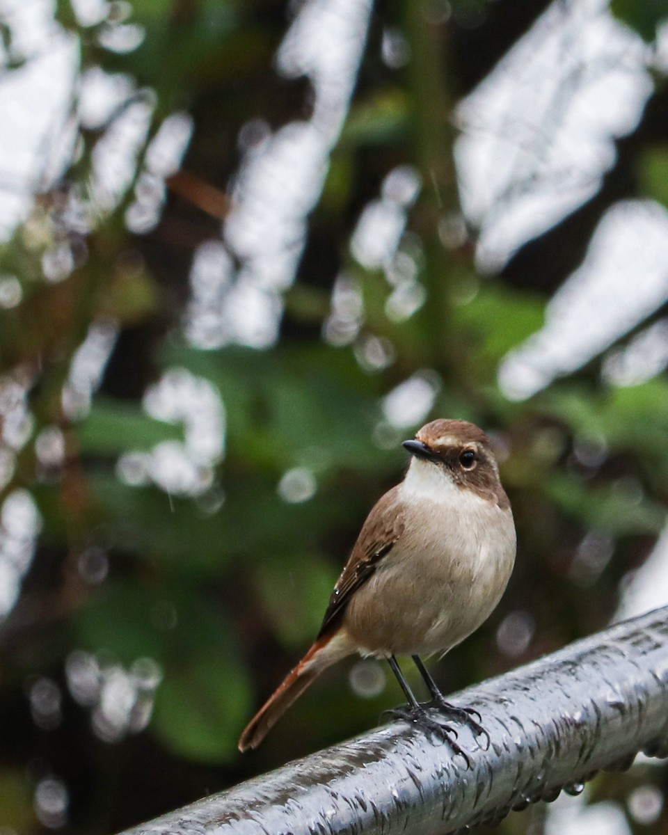 Gray Bushchat - ML626743244