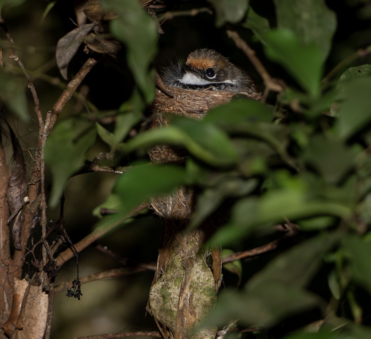 Australian Rufous Fantail - ML626743333