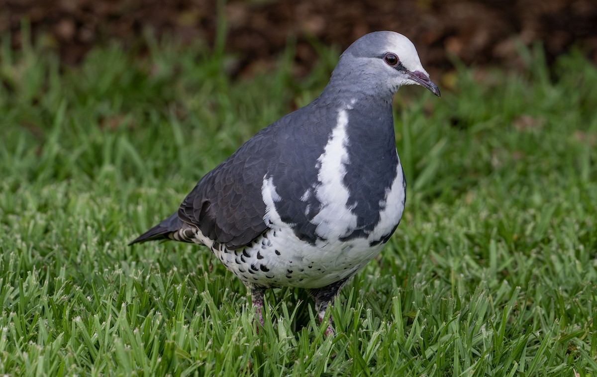 Wonga Pigeon - ML626743339