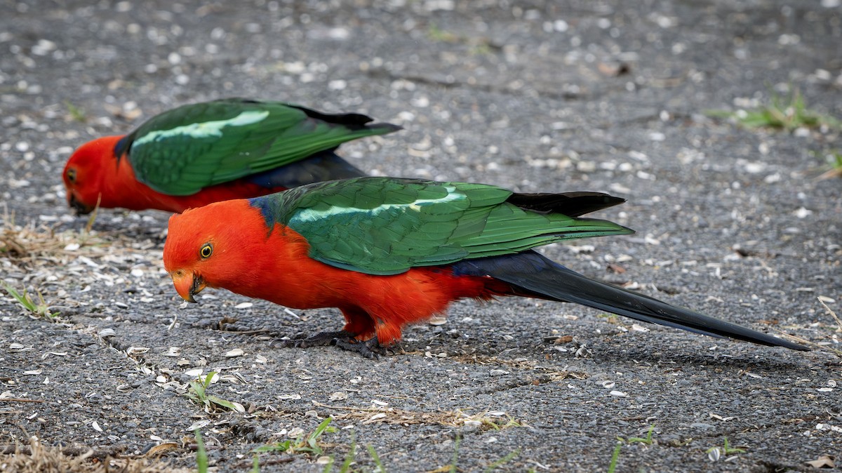 Australian King-Parrot - ML626743341