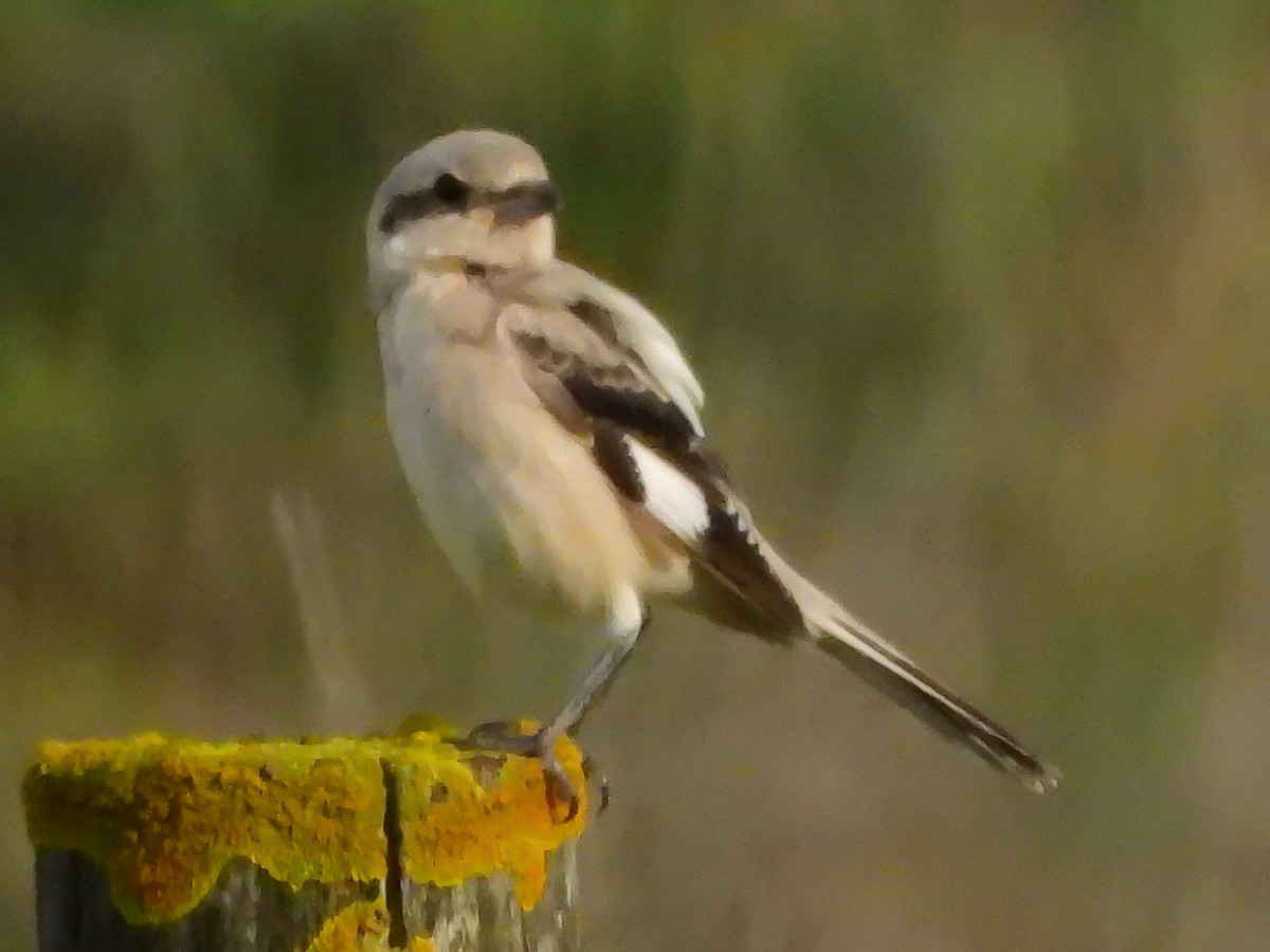 Great Gray Shrike (Steppe) - ML626743353