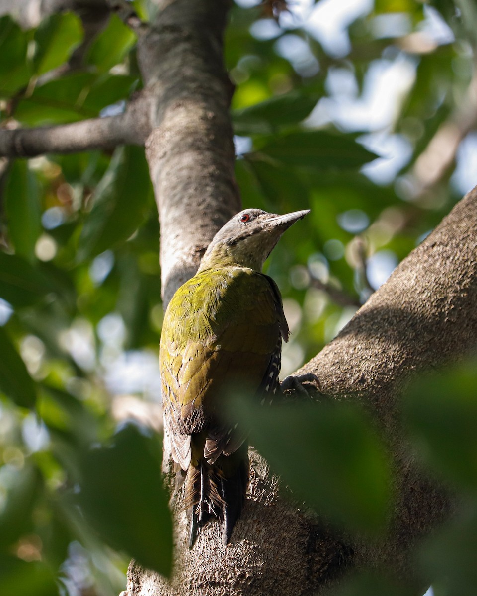 Gray-headed Woodpecker - ML626743579