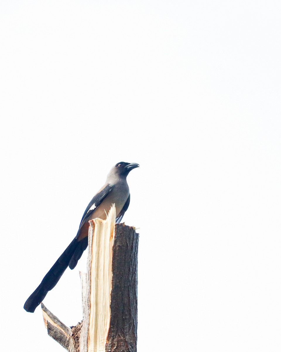 Gray Treepie - ML626743588