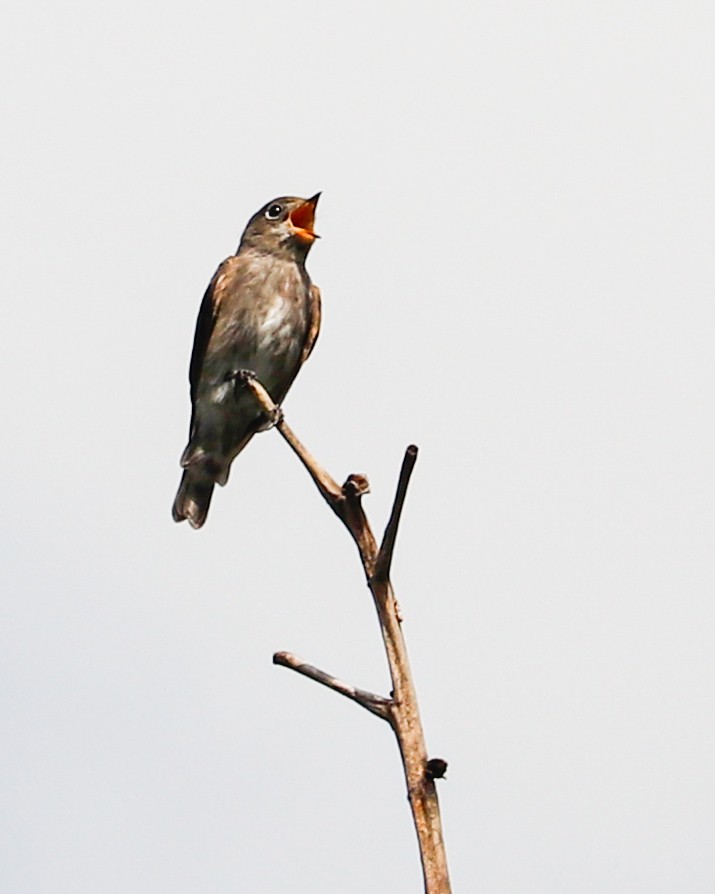 Dark-sided Flycatcher - ML626743591