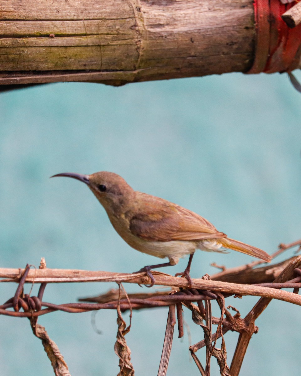 Crimson Sunbird - ML626743594