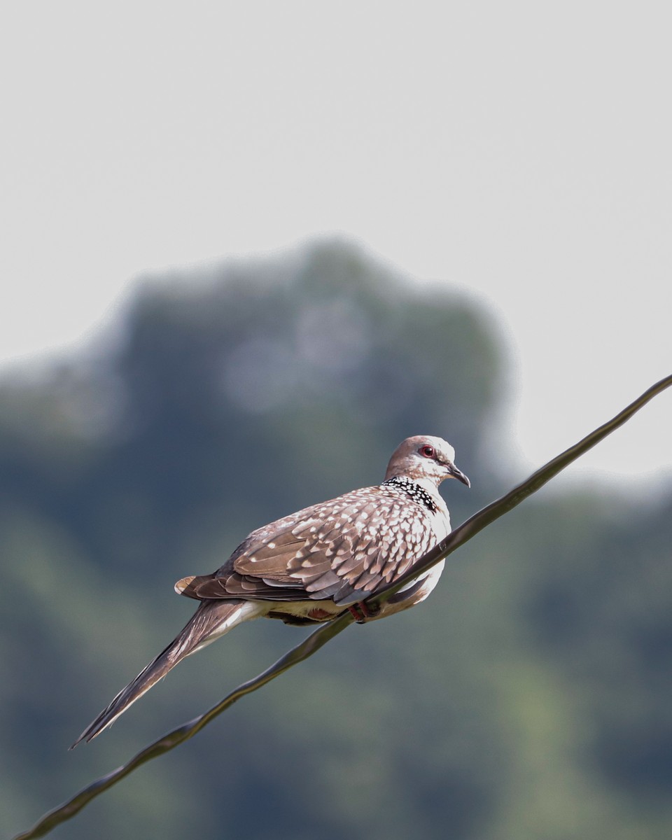 Spotted Dove - ML626743608