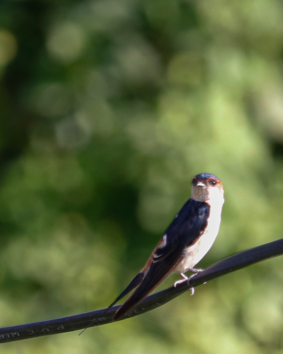 Eastern Red-rumped Swallow (Daurian) - ML626743618