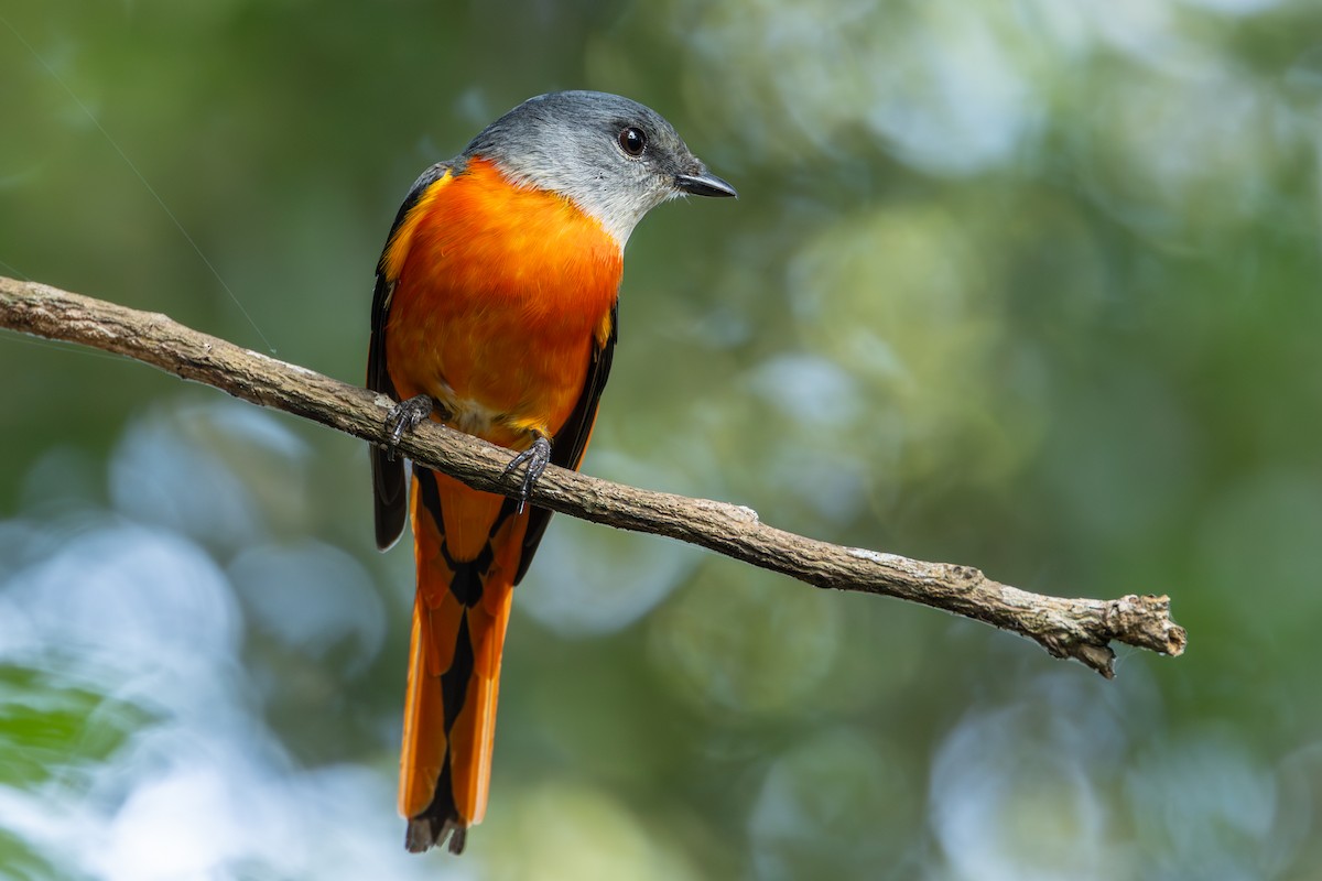 Gray-chinned Minivet - ML626743624