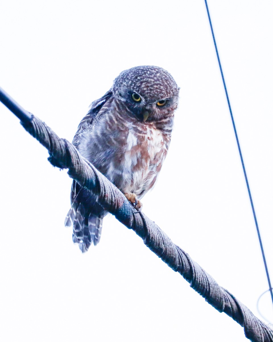 Asian Barred Owlet - ML626743625