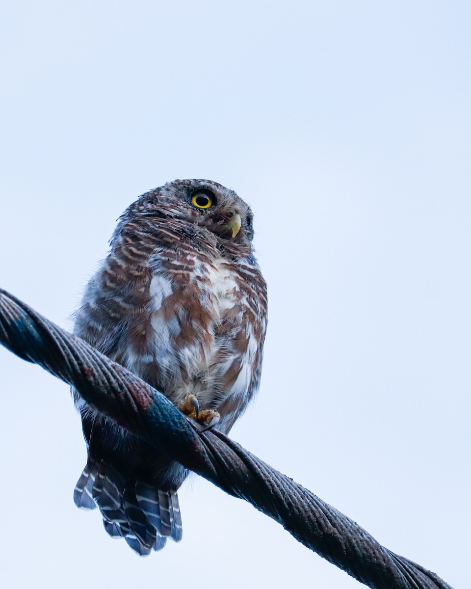 Asian Barred Owlet - ML626743626