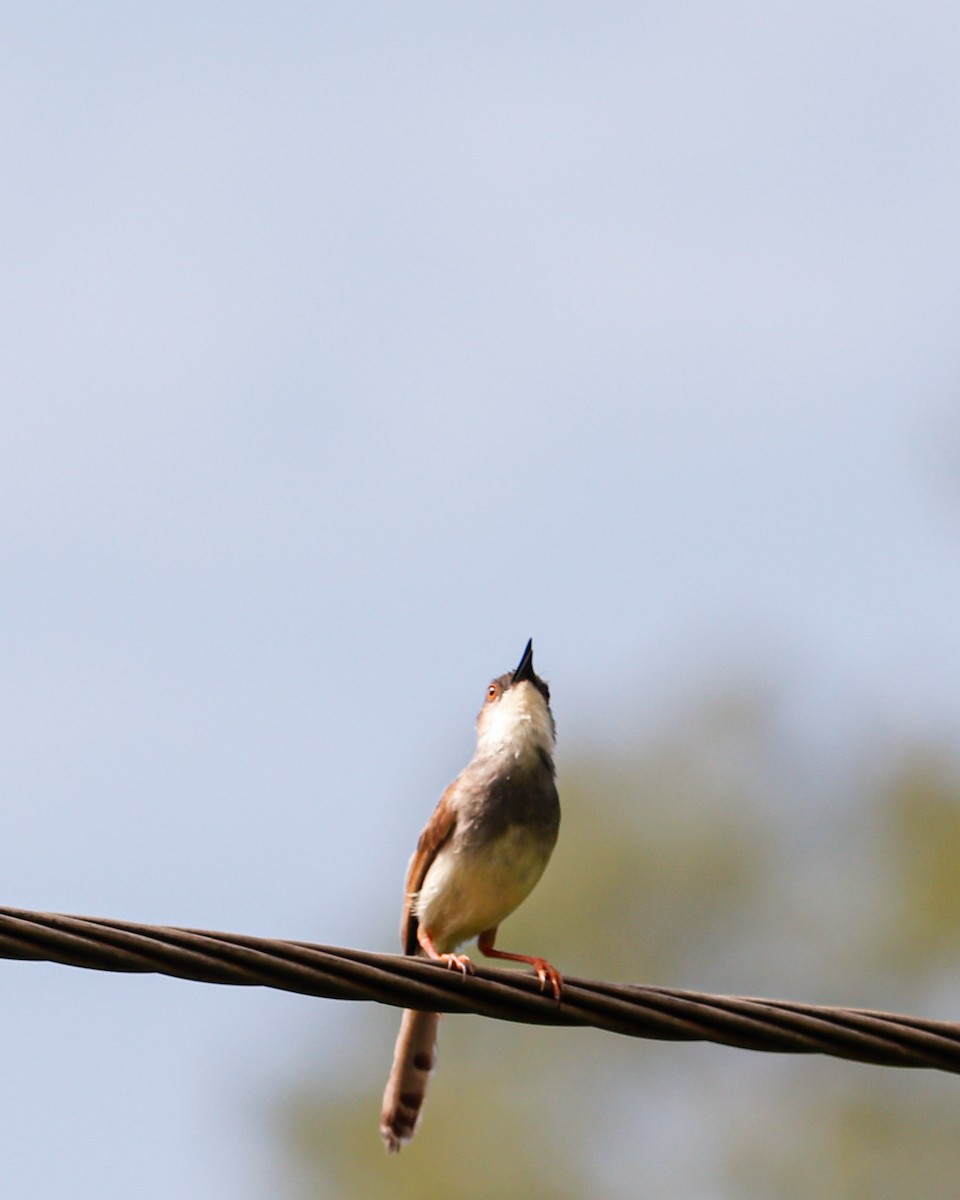 Gray-breasted Prinia - ML626743633