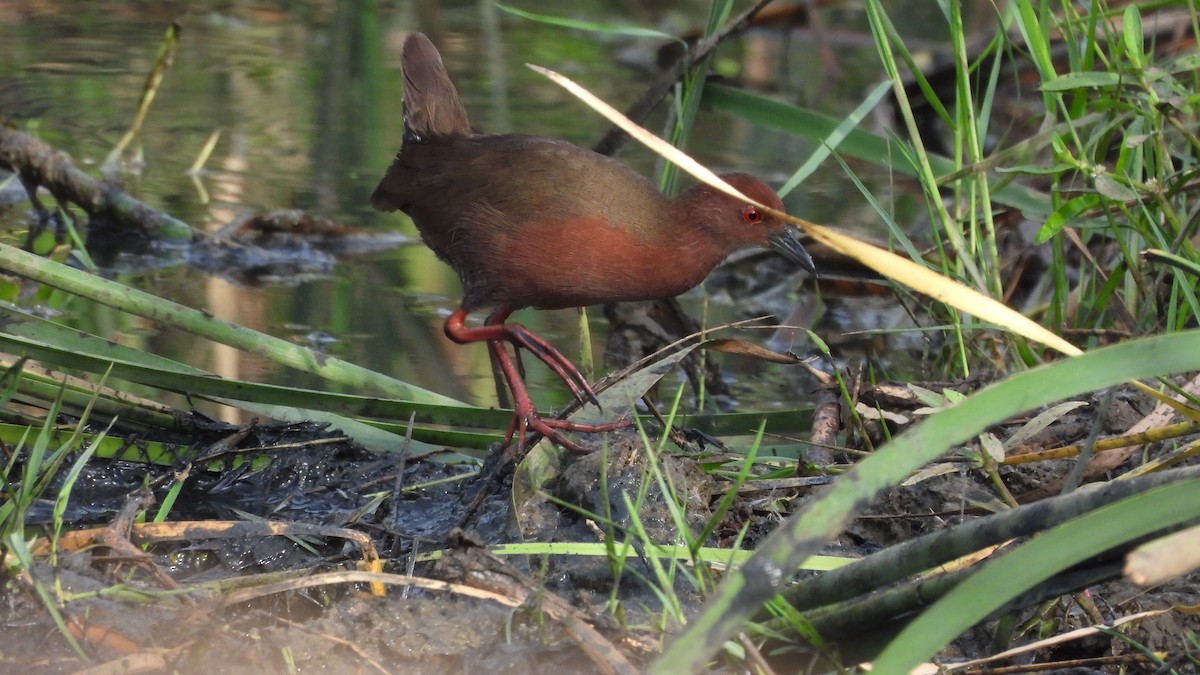 Ruddy-breasted Crake - ML626743723
