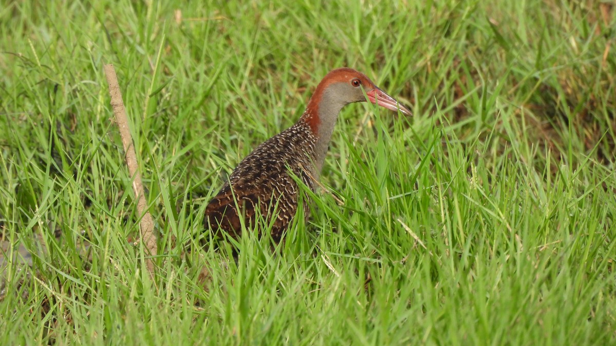 Slaty-breasted Rail - ML626743732