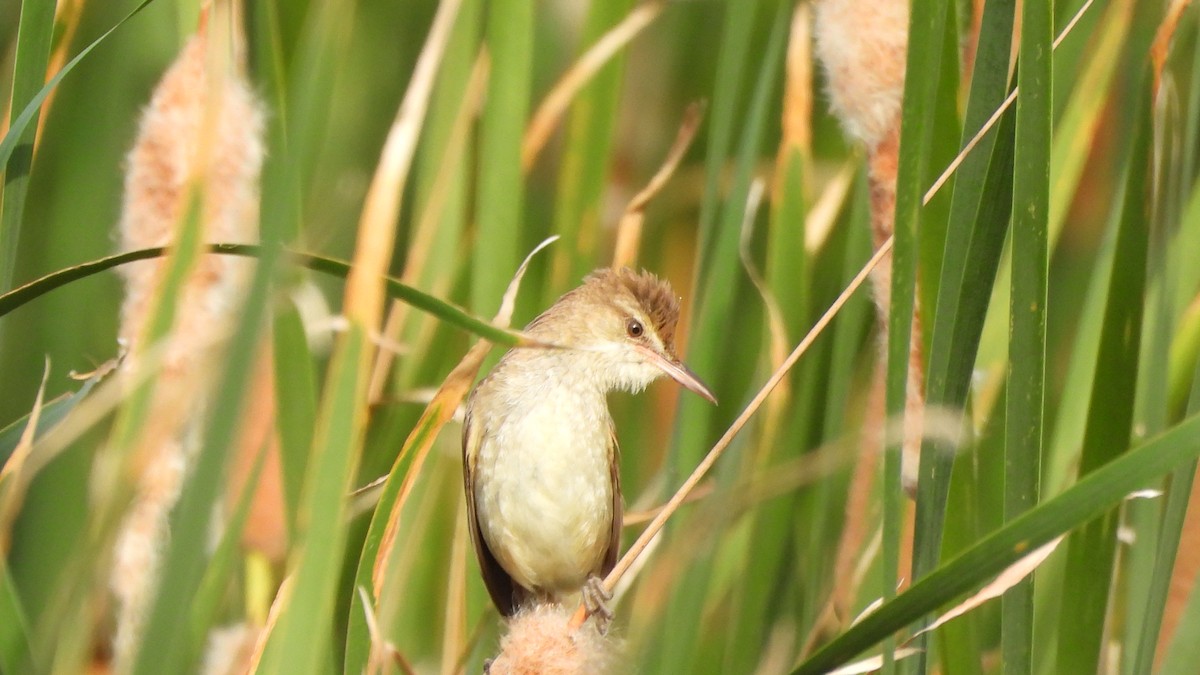 Clamorous Reed Warbler - ML626743773