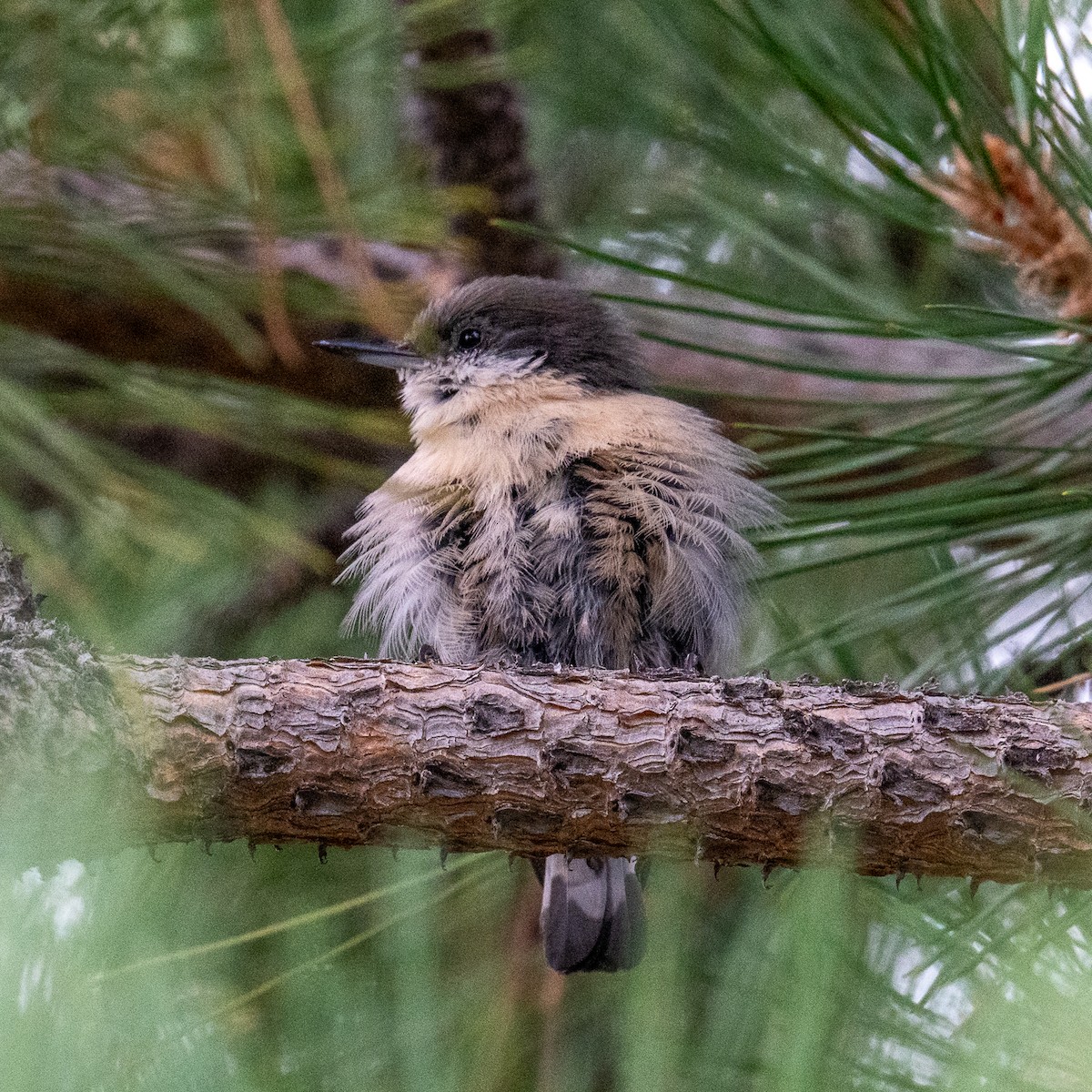 Pygmy Nuthatch - ML626743923