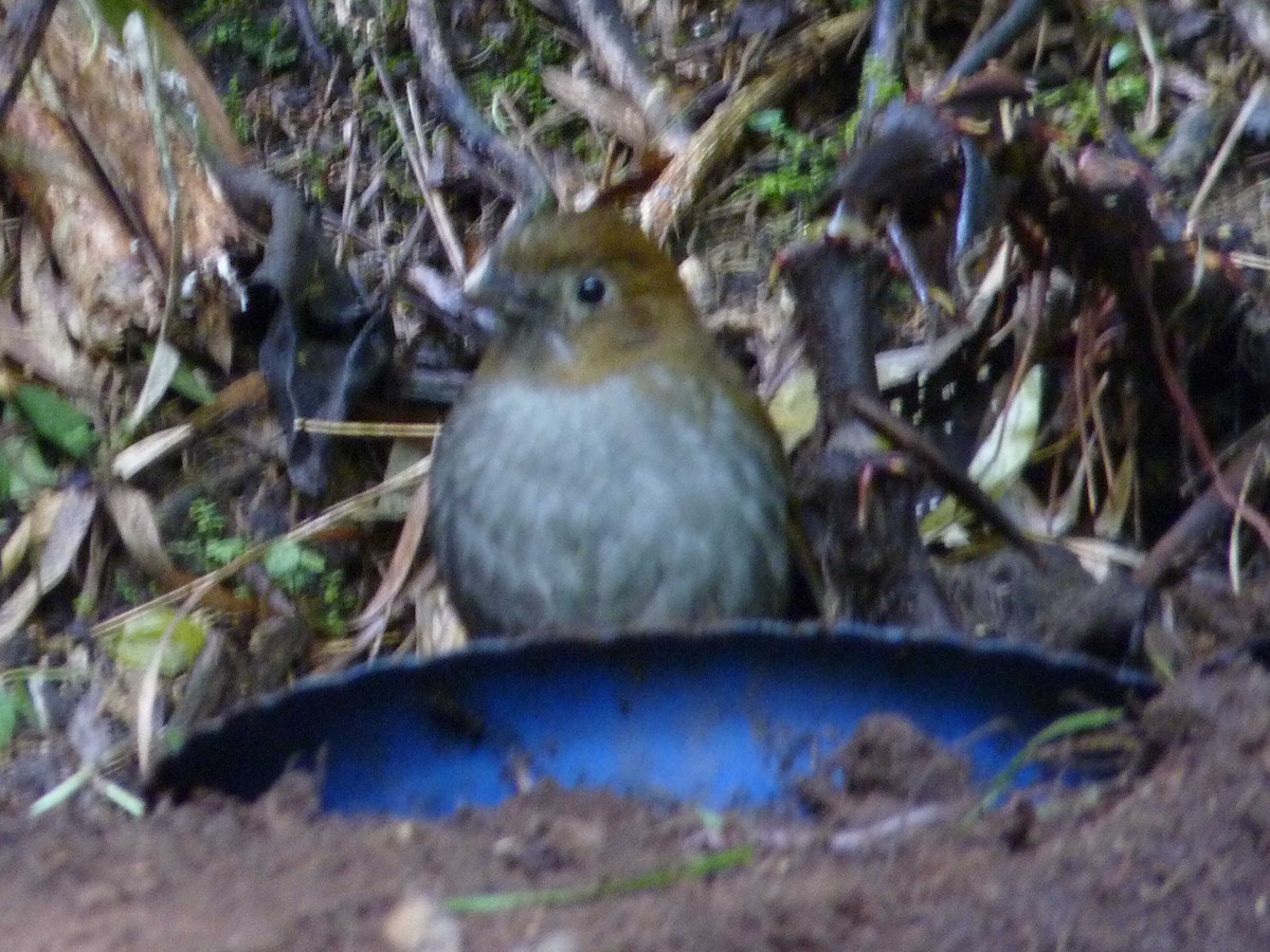 Urrao Antpitta - ML626743966