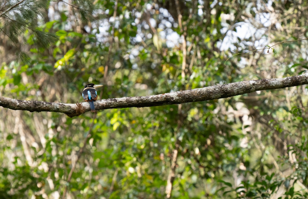 Rufous-bellied Kookaburra - ML626744015