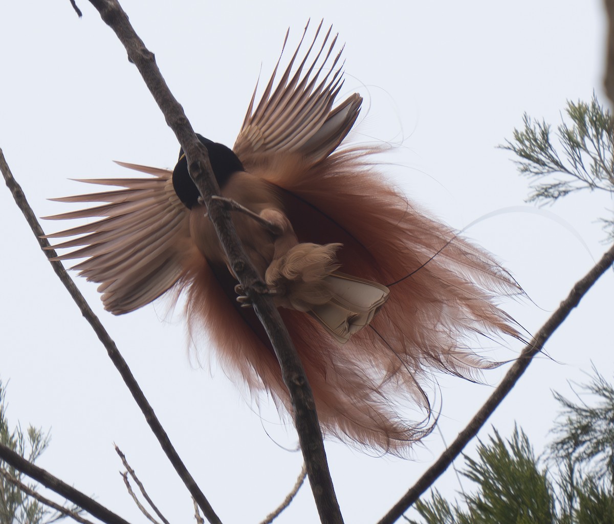 Raggiana Bird-of-Paradise - ML626744275