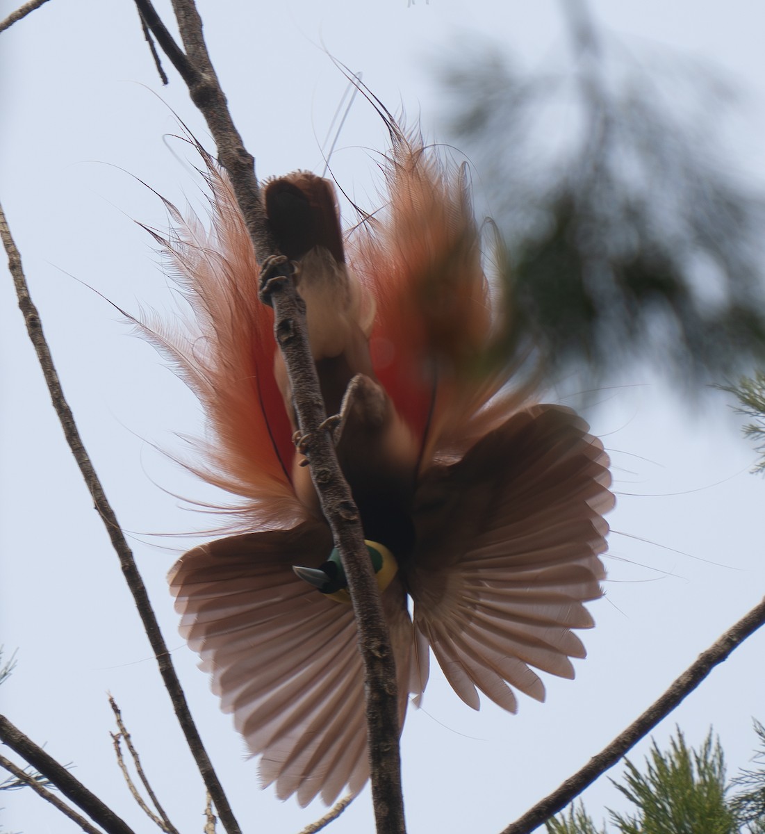 Raggiana Bird-of-Paradise - ML626744276