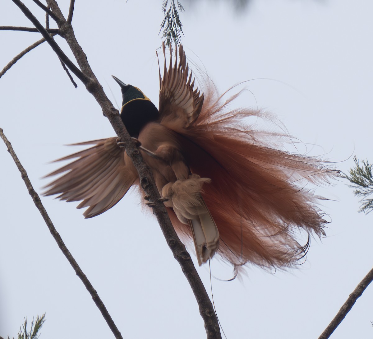 Raggiana Bird-of-Paradise - ML626744277