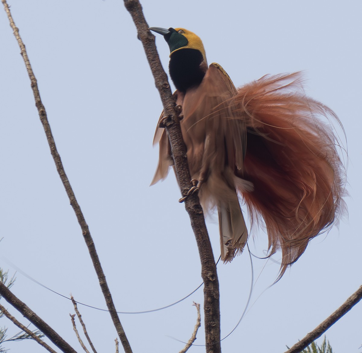 Raggiana Bird-of-Paradise - ML626744278