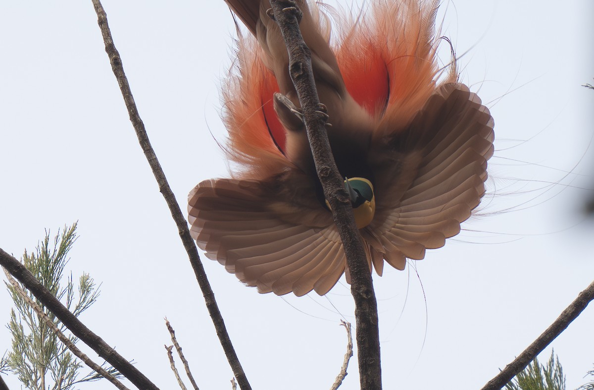 Raggiana Bird-of-Paradise - ML626744279