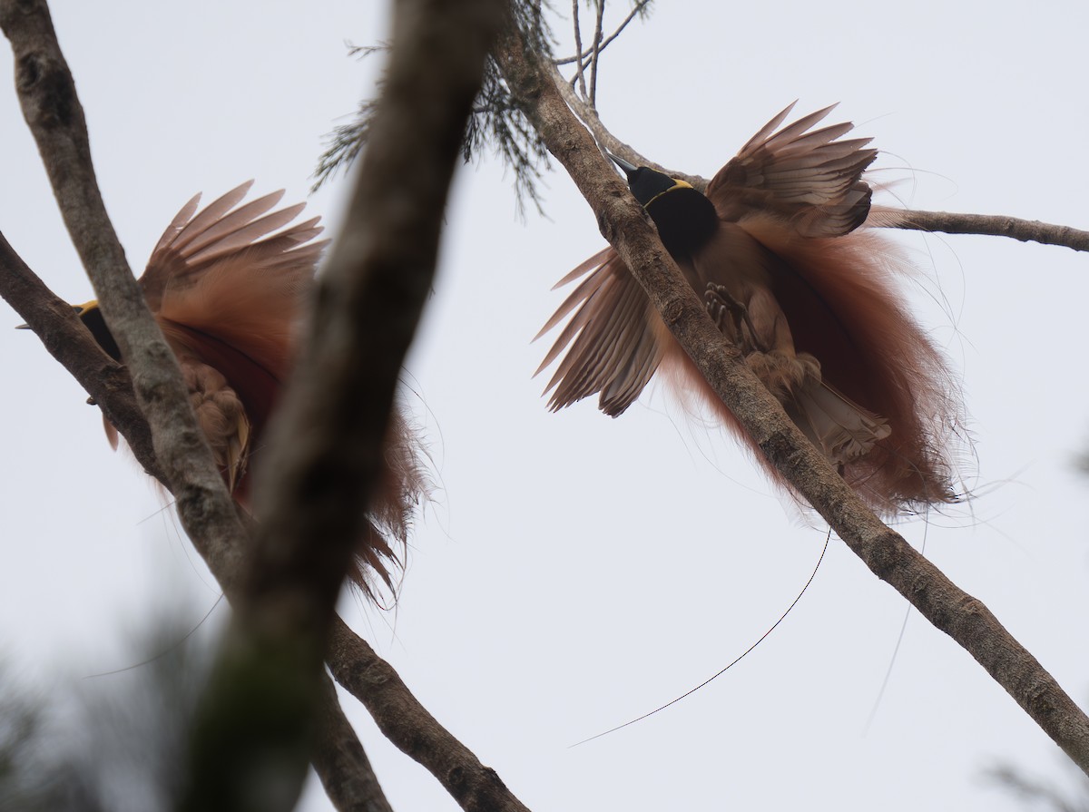 Raggiana Bird-of-Paradise - ML626744280