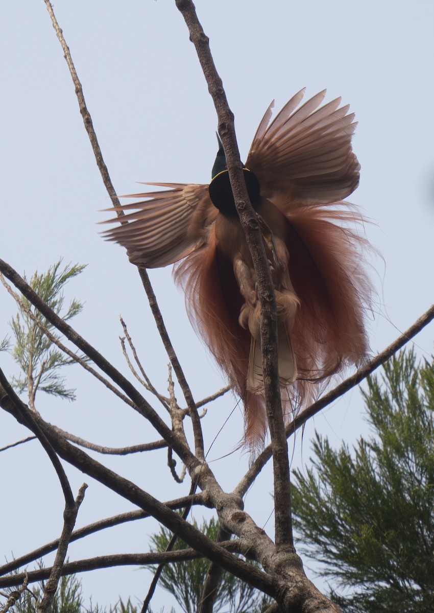 Raggiana Bird-of-Paradise - ML626744281