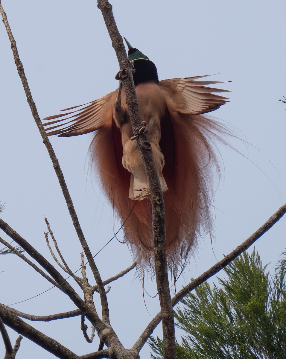 Raggiana Bird-of-Paradise - ML626744282