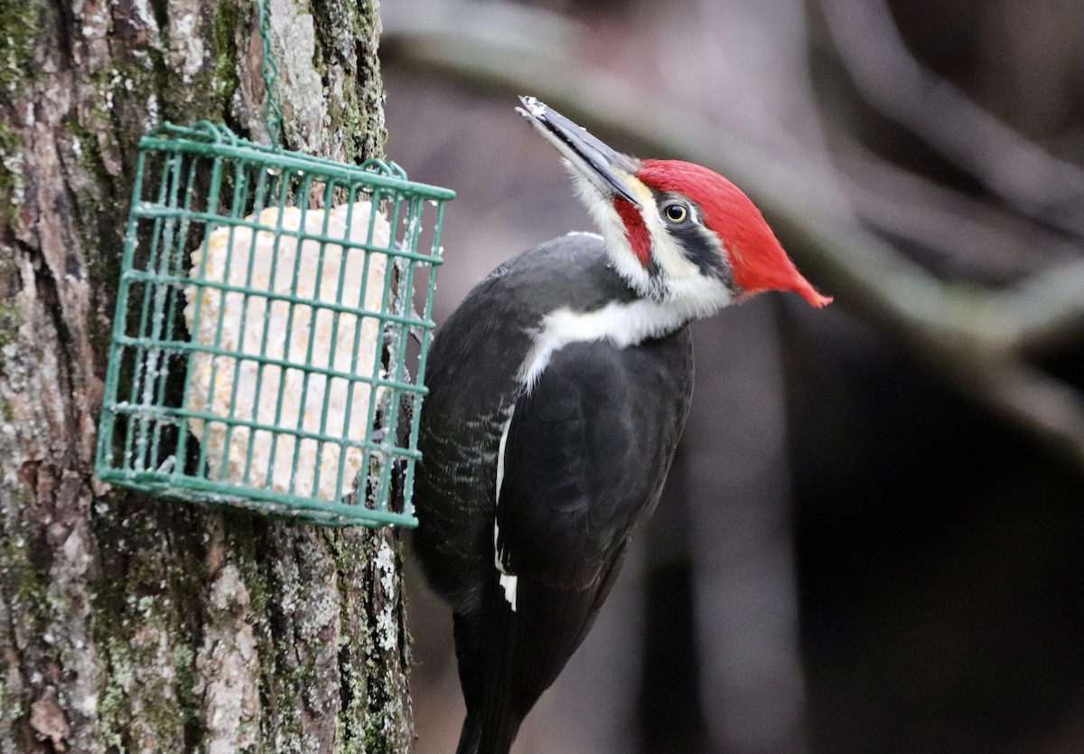 Pileated Woodpecker - ML626744292