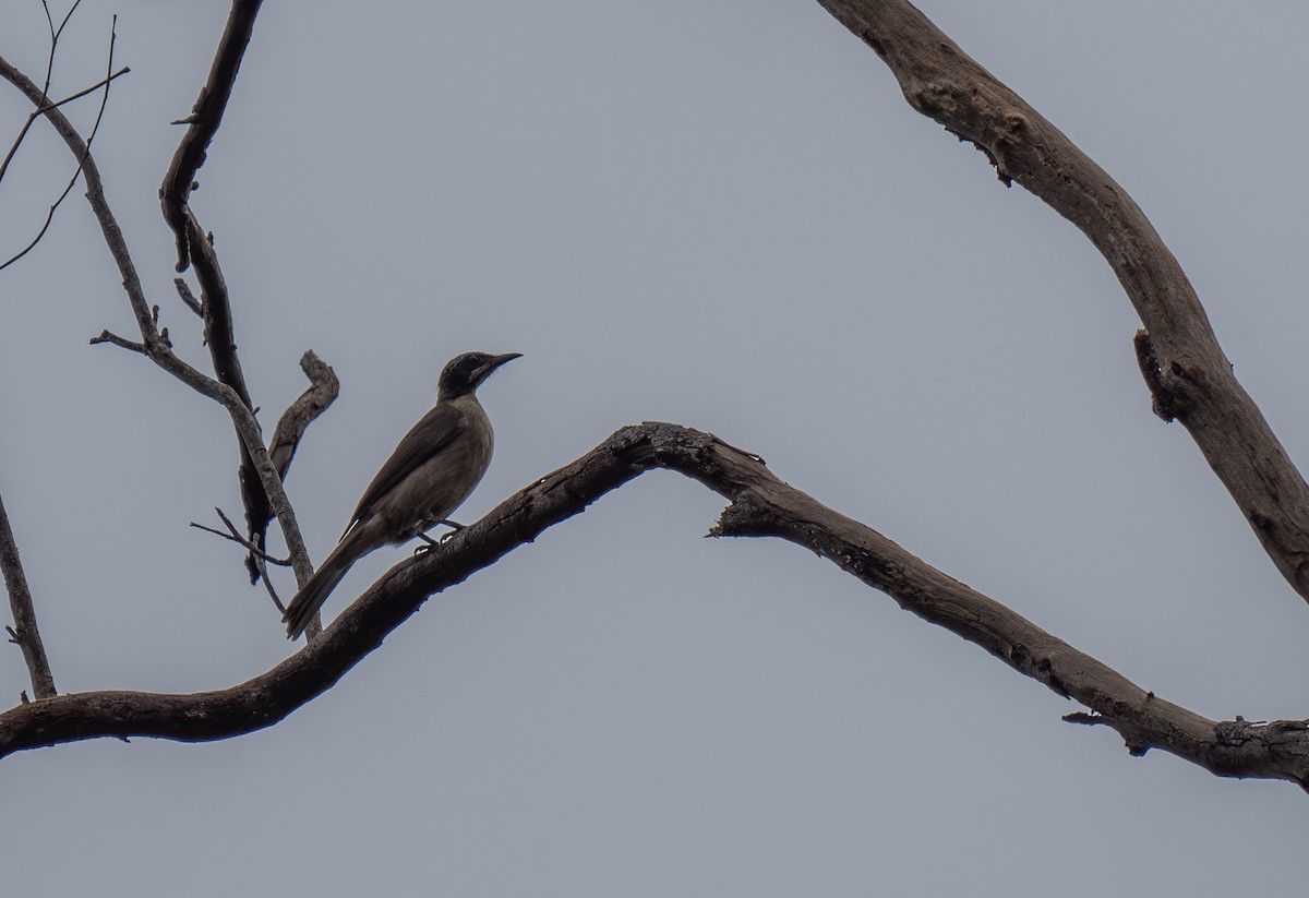 Streak-headed Honeyeater - ML626744317