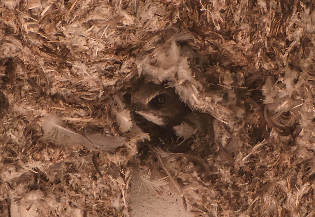 Little Swift - ML626744381