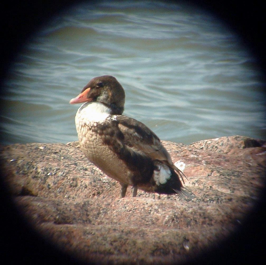 King Eider - ML626744389