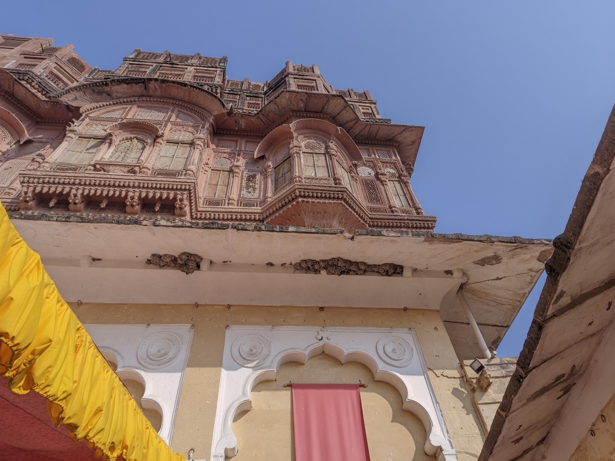 Little Swift - ML626744391