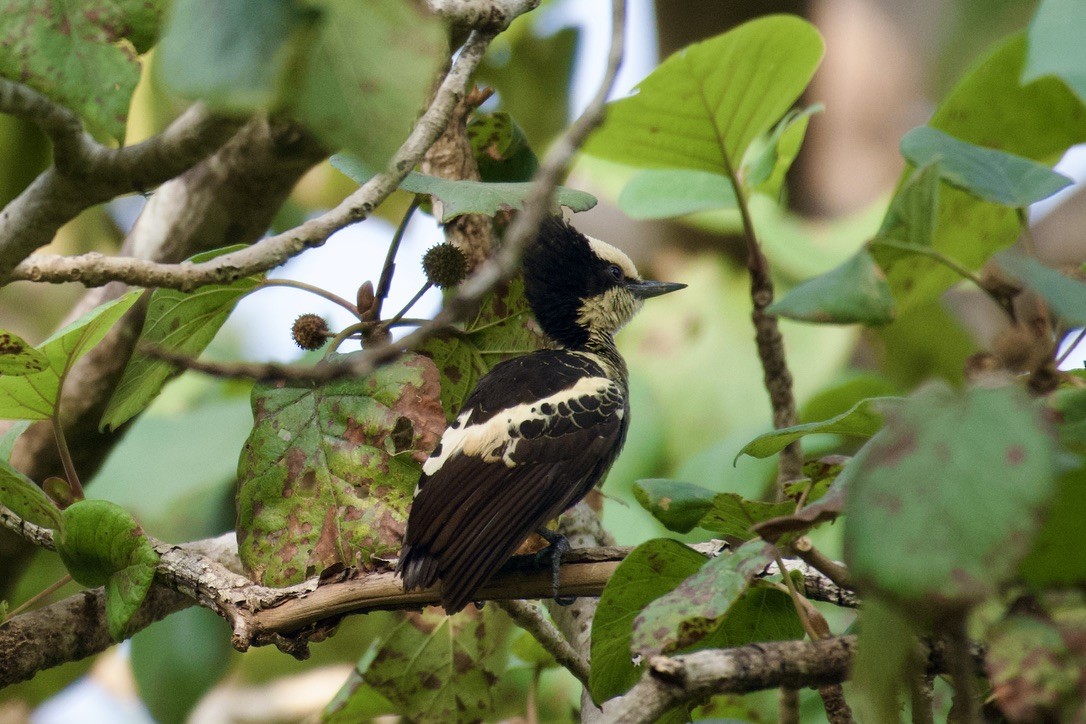 Heart-spotted Woodpecker - ML626744428