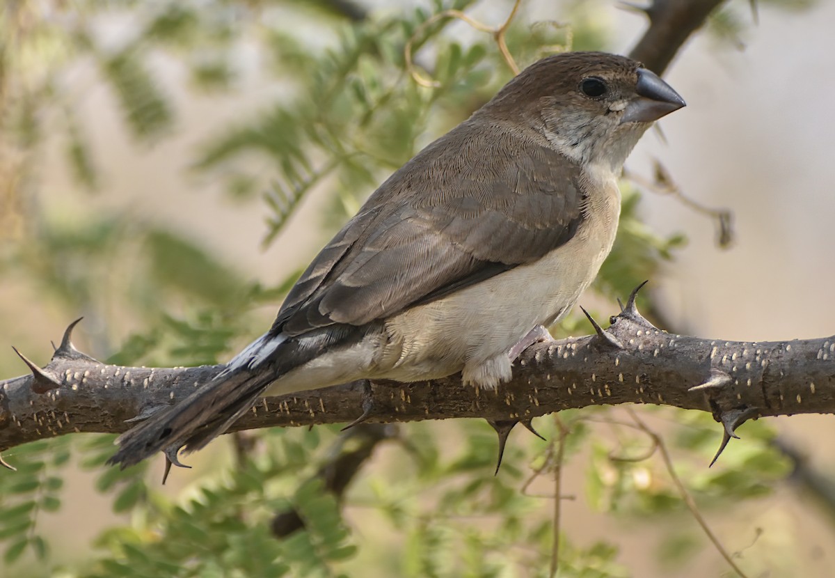 Indian Silverbill - ML626744479