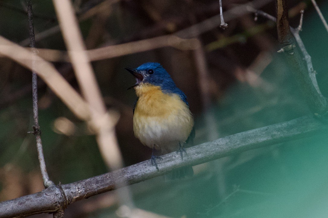 Tickell's Blue Flycatcher - ML626744481