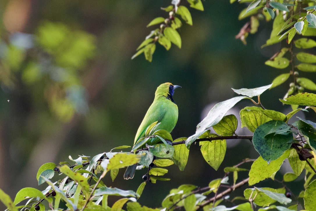 Golden-fronted Leafbird - ML626744482
