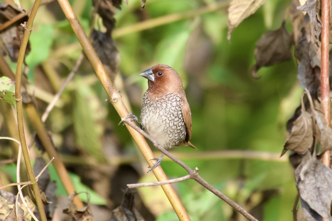 斑文鳥 - ML626744484