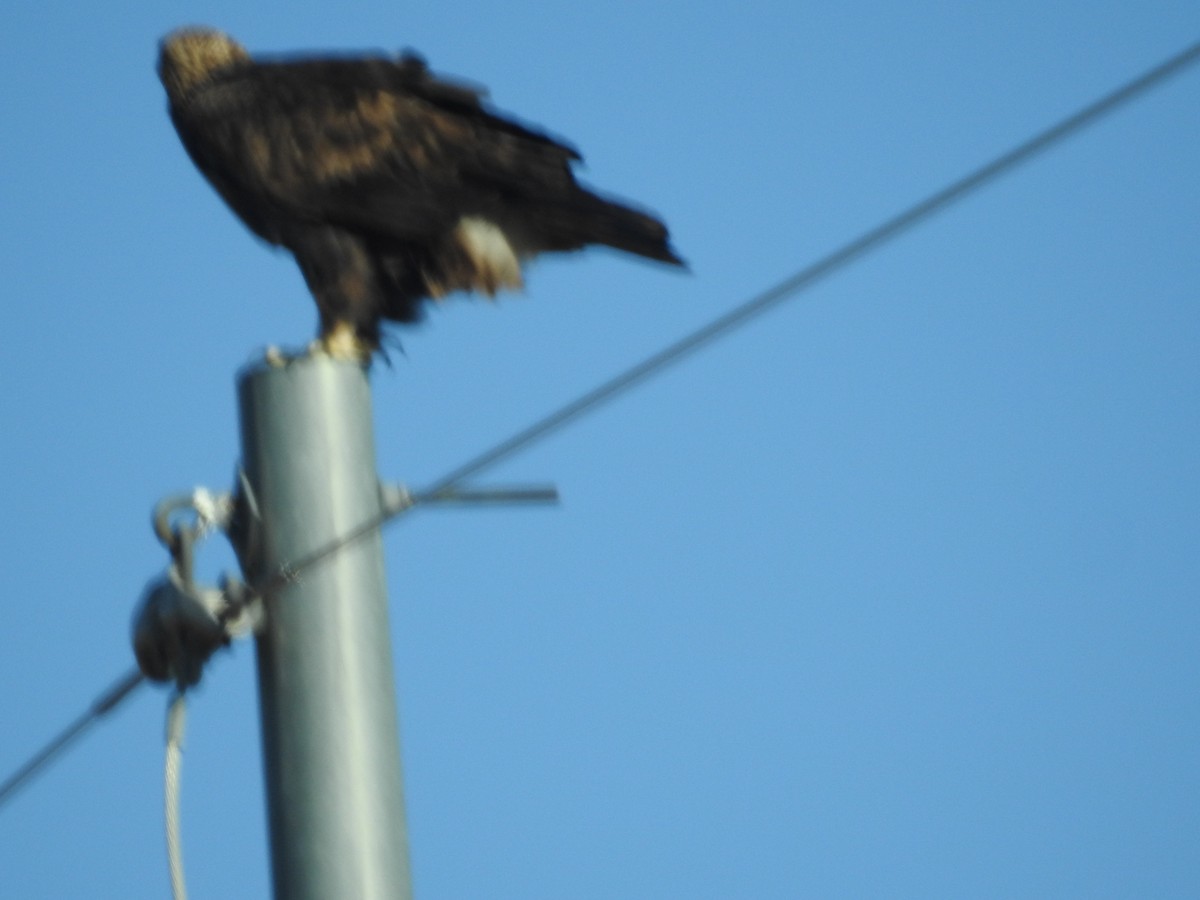 Águila Real - ML626744487