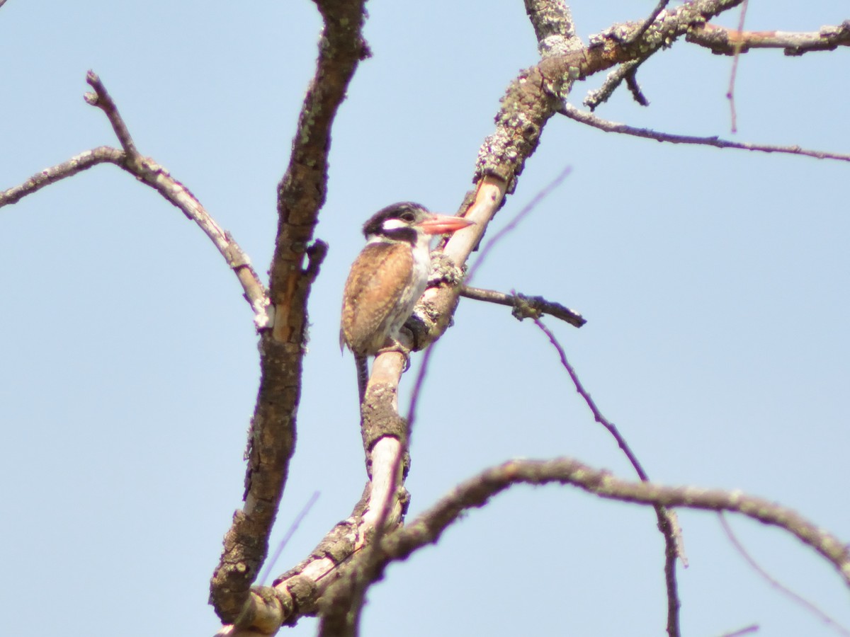 White-eared Puffbird - ML626744543