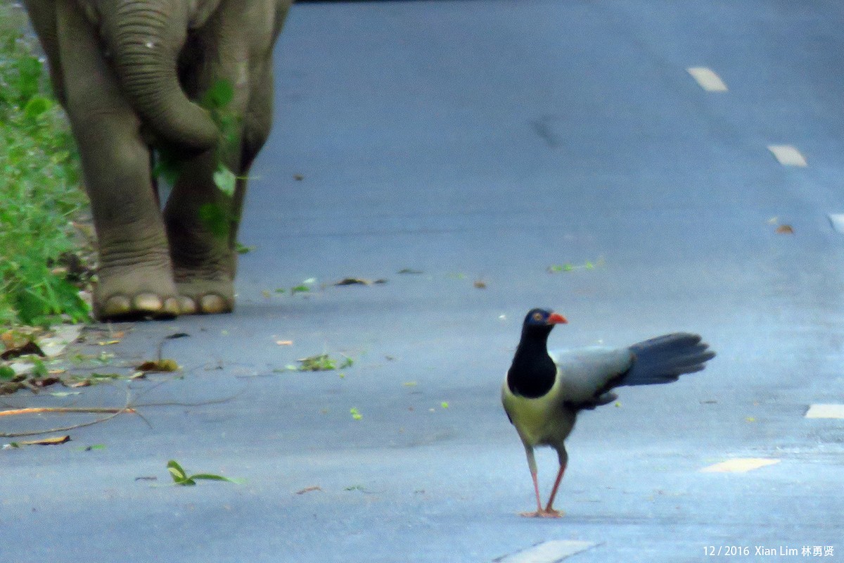 Coral-billed Ground-Cuckoo - ML626744548