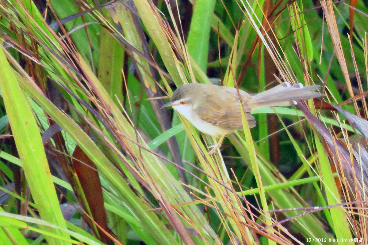 Prinia Sencilla - ML626744644