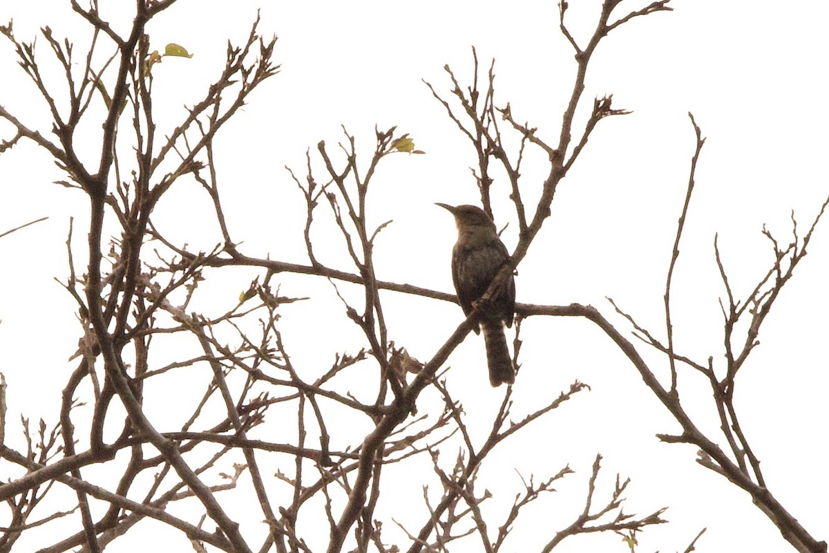 Tooth-billed Wren - ML626744692