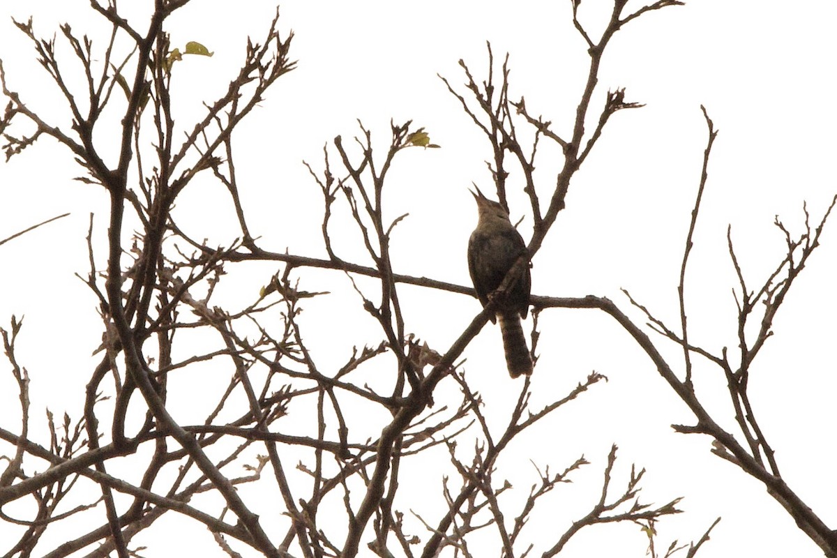 Tooth-billed Wren - ML626744693