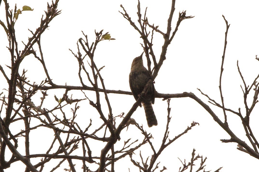 Tooth-billed Wren - ML626744694