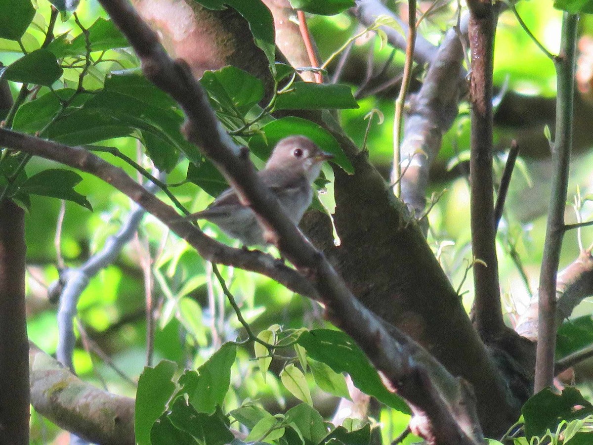 Ashy-breasted Flycatcher - ML626744736