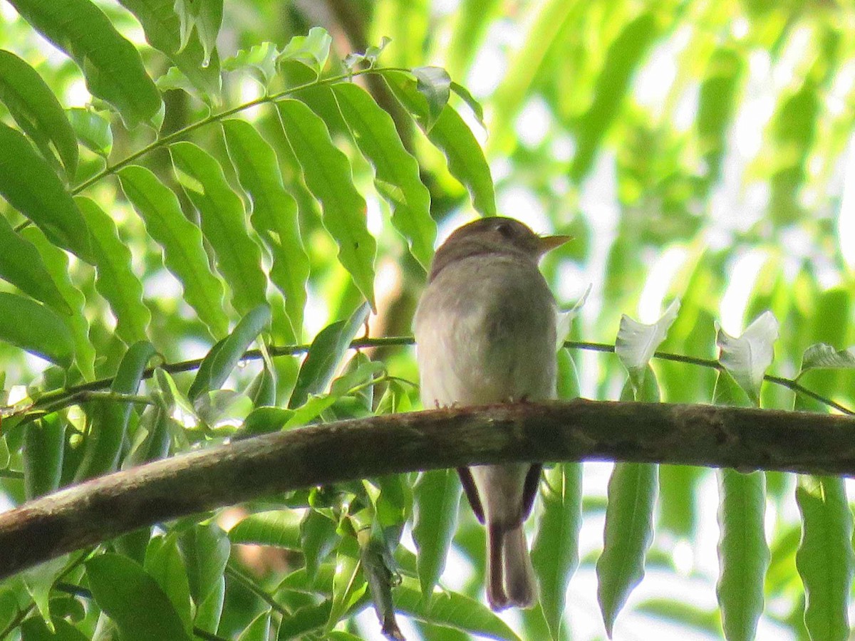 Ashy-breasted Flycatcher - ML626744737