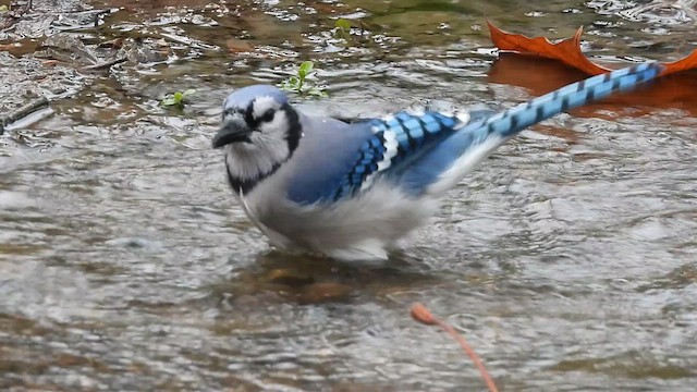 Blue Jay - ML626744798