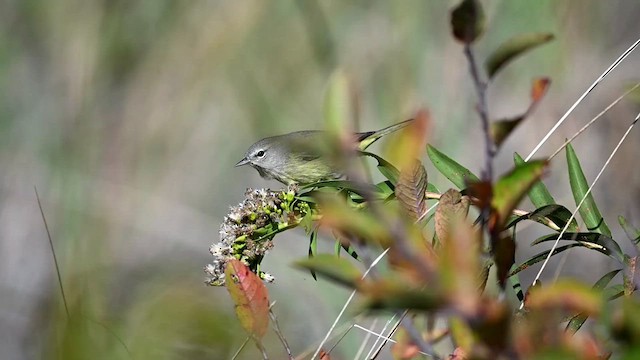 サメズアカアメリカムシクイ（celata／orestera） - ML626744877
